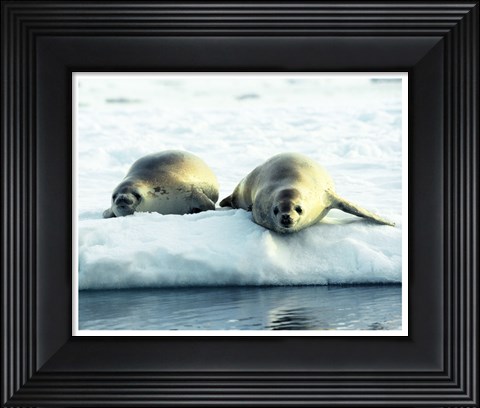 Framed Crabeater Seals Print
