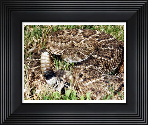 Framed Crotalus Atrox Print