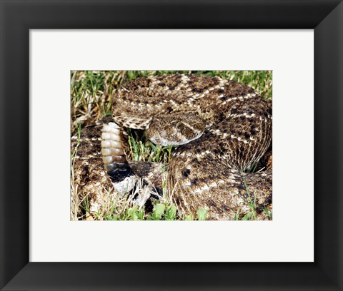 Framed Crotalus Atrox Print