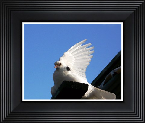 Framed Dove Print