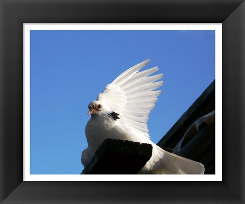 Framed Dove Print