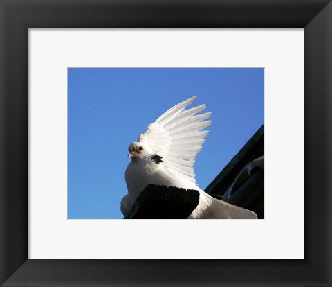 Framed Dove Print