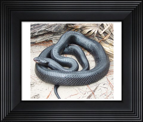 Framed Eastern Indigo Snake Print