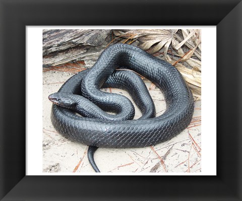 Framed Eastern Indigo Snake Print