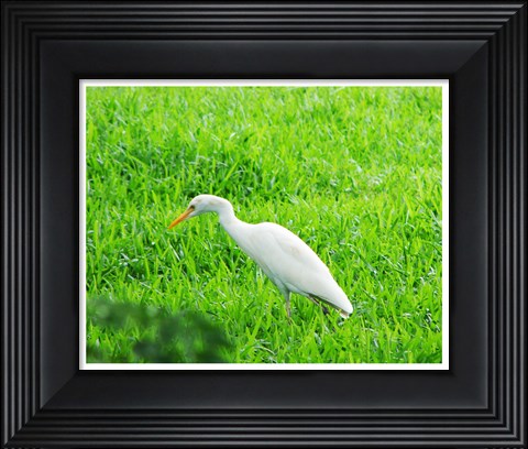 Framed Egret In Field Print