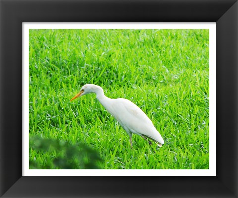 Framed Egret In Field Print