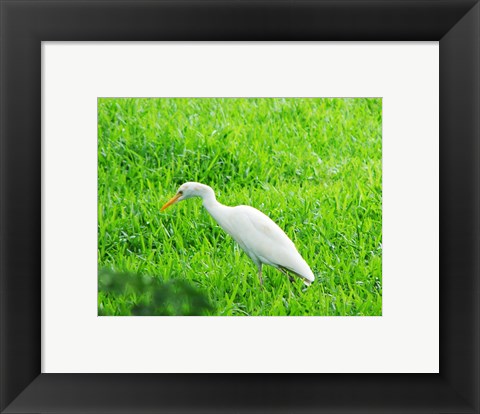 Framed Egret In Field Print