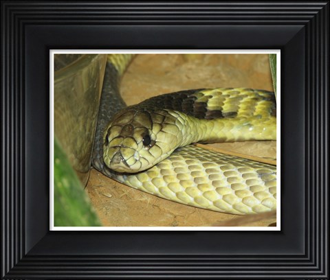 Framed Egyptian Cobra Print