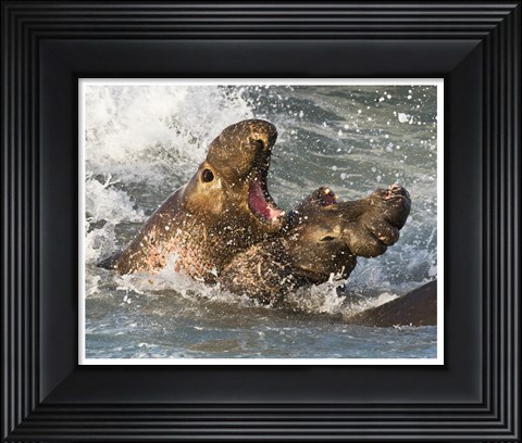 Framed Elephant Seals Fighting Print