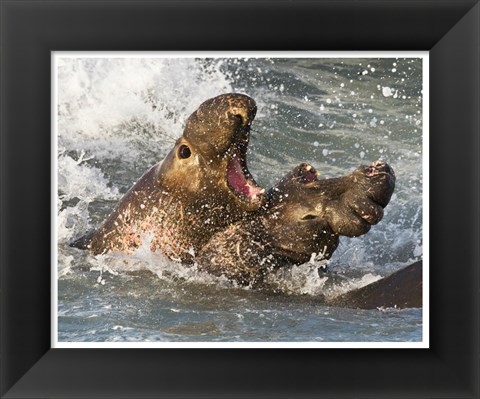 Framed Elephant Seals Fighting Print