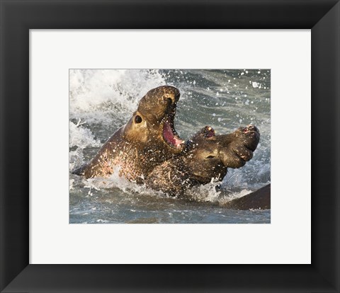 Framed Elephant Seals Fighting Print
