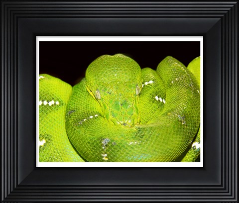Framed Emerald Tree Boa Print