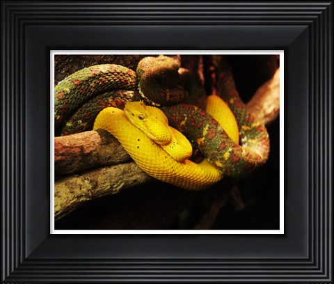 Framed Eyelash Pit Viper Print
