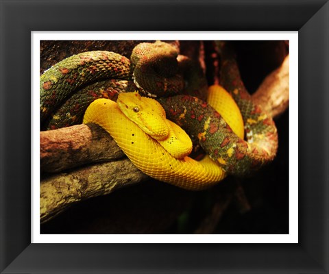 Framed Eyelash Pit Viper Print