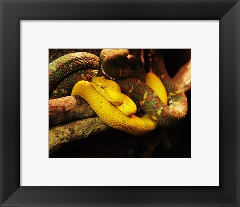 Framed Eyelash Pit Viper Print