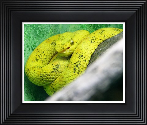 Framed Eyelash Viper Bothriechis Schlegelii Print