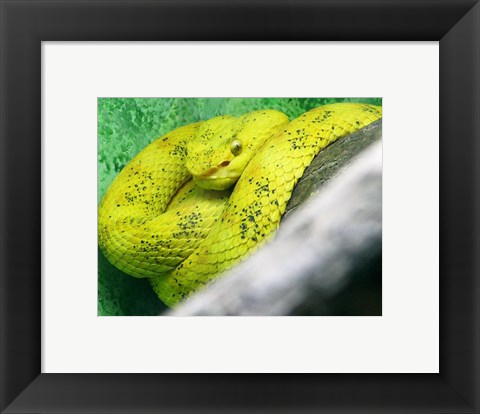 Framed Eyelash Viper Bothriechis Schlegelii Print