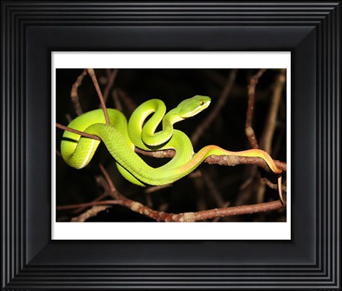 Framed Eyelash Viper Print