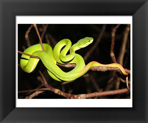 Framed Eyelash Viper Print