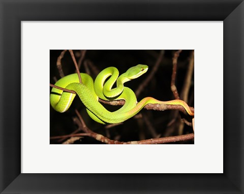 Framed Eyelash Viper Print