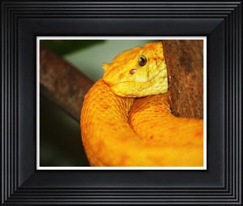 Framed Eyelash Viper Print