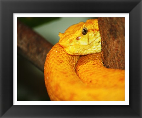 Framed Eyelash Viper Print