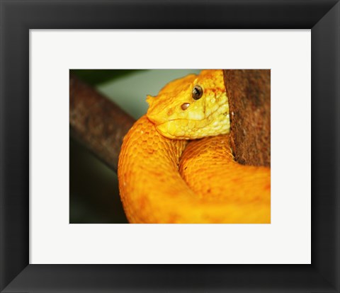 Framed Eyelash Viper Print