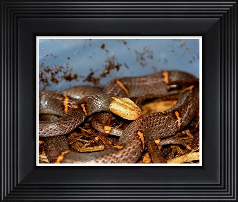 Framed Feas Viper Print