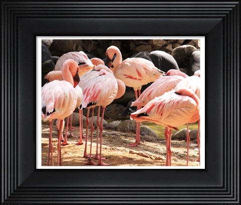 Framed Flamingos Standing Together Print