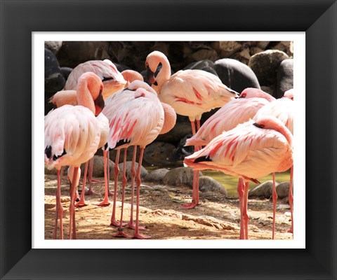 Framed Flamingos Standing Together Print