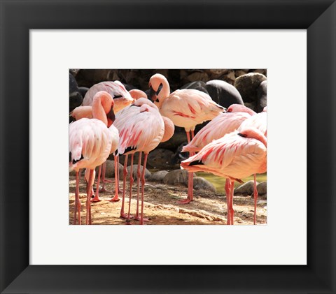 Framed Flamingos Standing Together Print