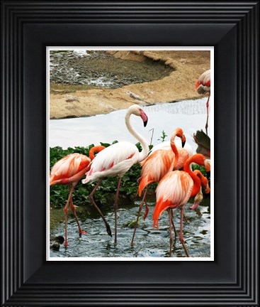 Framed Flamingos Pink and White Print