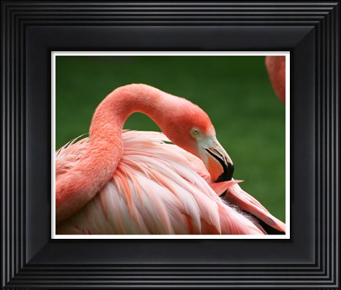 Framed Flamingo Grooming Print