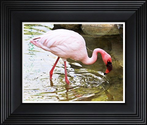 Framed Flamingo in River Print