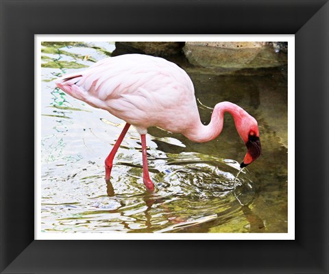 Framed Flamingo in River Print