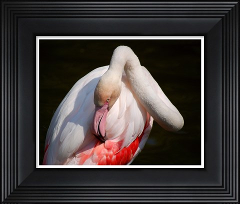 Framed Flamingo Blijdorp Print