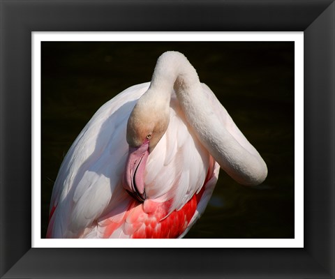 Framed Flamingo Blijdorp Print