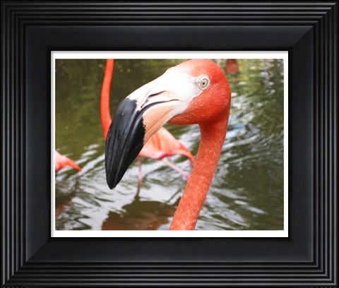 Framed Florida Flamingo Print