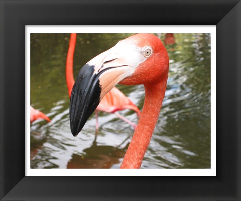 Framed Florida Flamingo Print