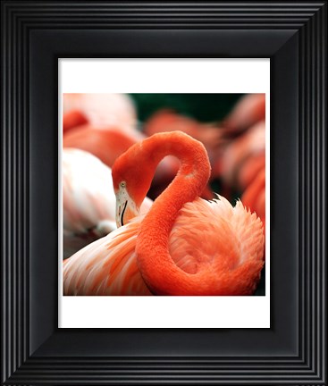 Framed Flamingo National Zoo Print