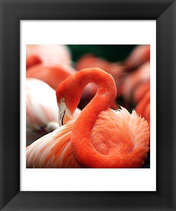 Framed Flamingo National Zoo Print