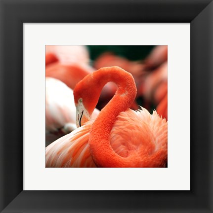 Framed Flamingo National Zoo Print