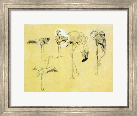 Framed Flamingo Study Print