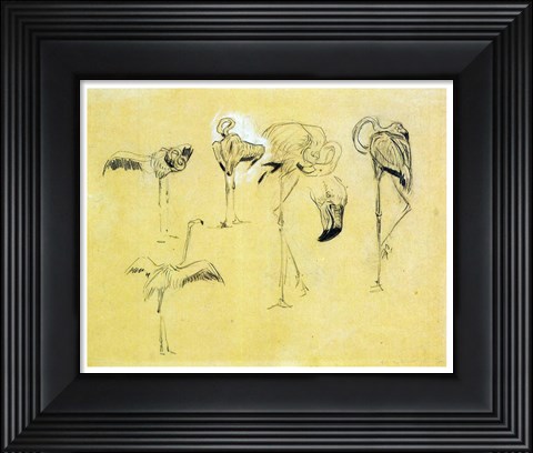Framed Flamingo Study Print