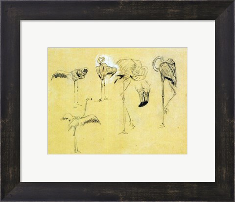 Framed Flamingo Study Print