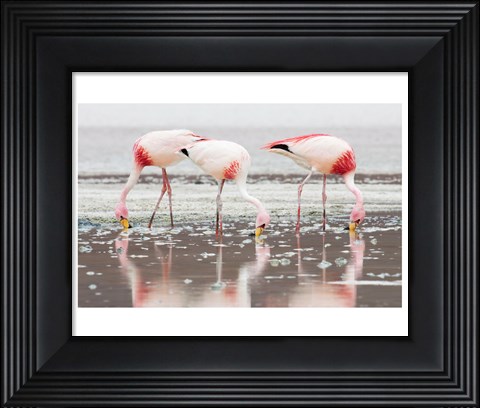 Framed Flamingos Searching for Food Print