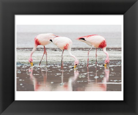 Framed Flamingos Searching for Food Print