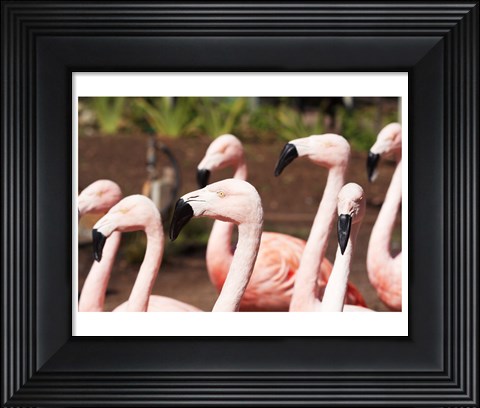 Framed Flamingo Flock Print