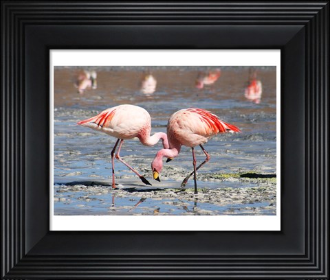 Framed Flamingos Laguna Colorada Print