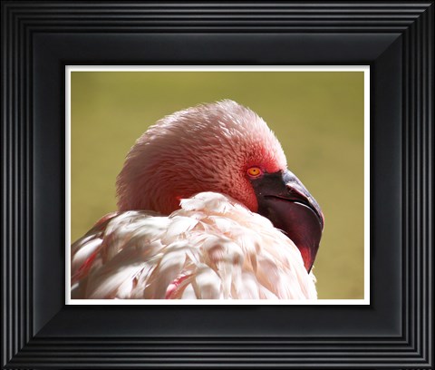 Framed Flamingos Face Close Up Print